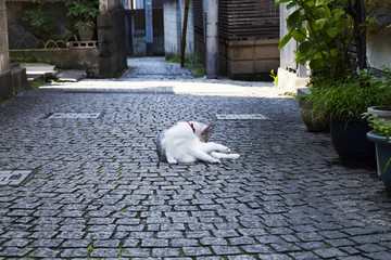 神楽坂の石畳と猫