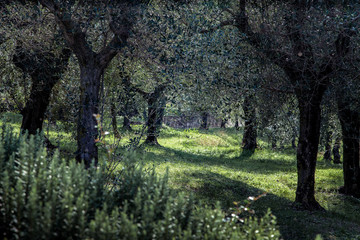 Fototapeta premium The Olive grove