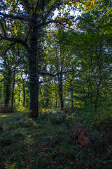 Fototapeta premium Herbstwald