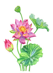 Pink lotus flower, watercolor painting on white background isolated with clipping path.