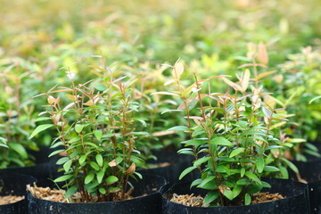 Syzygium gratum  (Wight) S.N. Mitra var. gratum tree at tree shop in Thailand. It is herb and food, look fresh and warm.