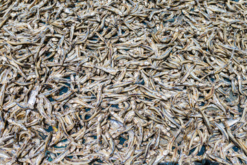 Dry fish on the beach under the sun