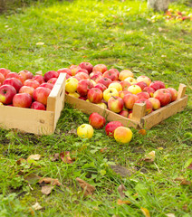 photo of freshly picked red apples in a wooden crate on grass in sunshine light.