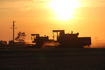 Old combine harvester working on a wheat crop at summer evening © Mateusz