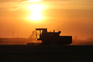 Old combine harvester working on a wheat crop at summer evening - obrazy, fototapety, plakaty