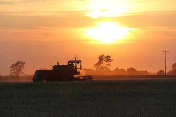 Old combine harvester working on a wheat crop at summer evening © Mateusz