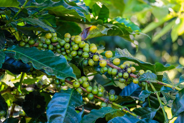 coffee bean on tree and leaf in nature