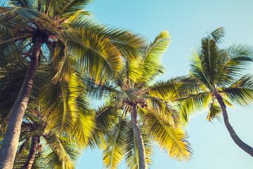 Fototapeta na wymiar Palm trees under blue sky, Dominican republic
