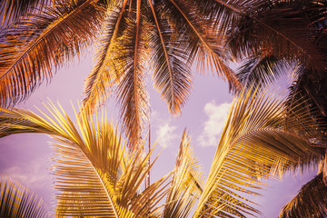 Fototapeta na wymiar Palm tree leaves background. Vintage style
