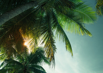 Fototapeta na wymiar Palm trees leaves silhouette in dark sky