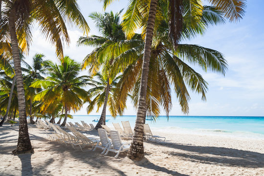 Coconut palms grow on sandy beach
