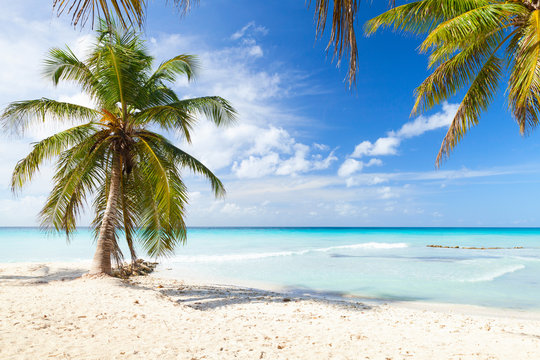 Coconut palm trees grow on white sandy beach