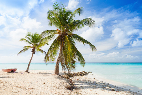 Coconut palms and old boat are on beach