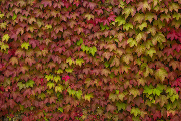 Obraz na płótnie Canvas colorful leaves of wild grapes on the wall