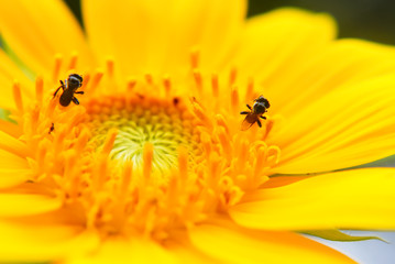 Sunflower Close Up , Selective Focus