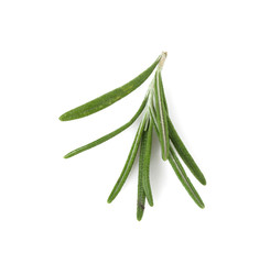 Green rosemary on white background