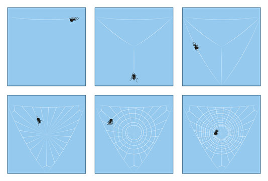 Spider web - construction manual in six stages from the first spinning thread to the complete orb web, depicted step by step. Isolated vector illustration.