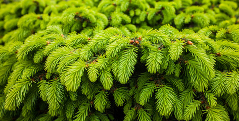 Fresh pine needles closeup
