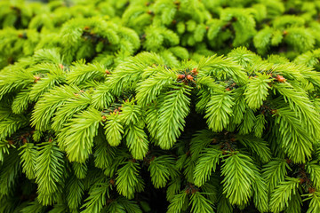 Fresh pine needles closeup