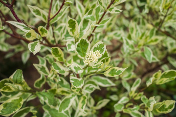 Derain white closeup