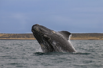 Whale Patagonia Argentina