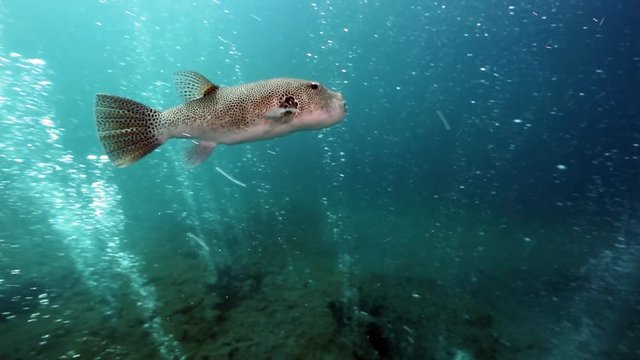 Starry puffer (Arothron stellatus) swimming through bubbles rising from underwater volcano at Pulau Weh, Aceh 