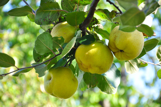 Quince on branch. Organic natural quince apples on the tree at fall.