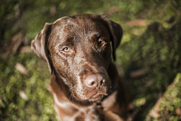 Portrait of a brown Labrador dog outside