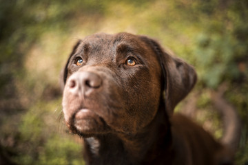 Portrait of a brown Labrador dog outside