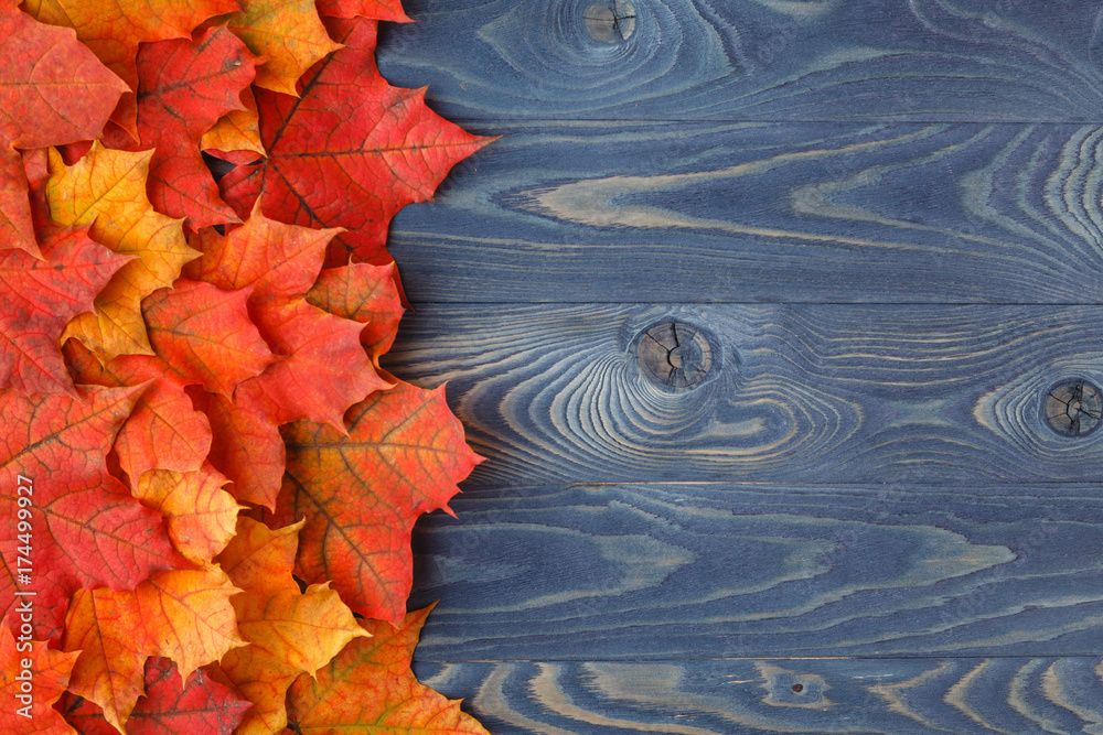 Sticker fall background frame with maple leaves on blue