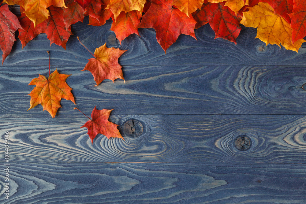 Canvas Prints fall background frame with maple leaves on blue