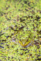Teichfrosch zwischen Wasserlinsen - Hochformat