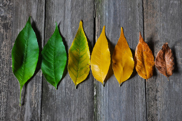 Life cycle of leaves on the wooden background. Color of leaves in autumn from green and yellow to...
