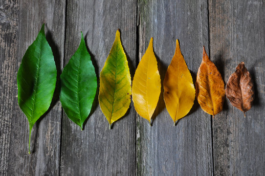 Life cycle of leaves on the wooden background. Color of leaves in autumn from green and yellow to brown