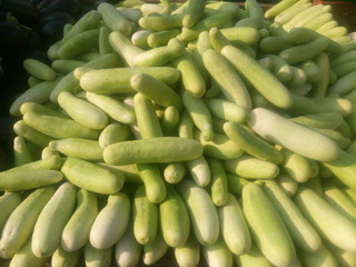 Cucumbers for sale