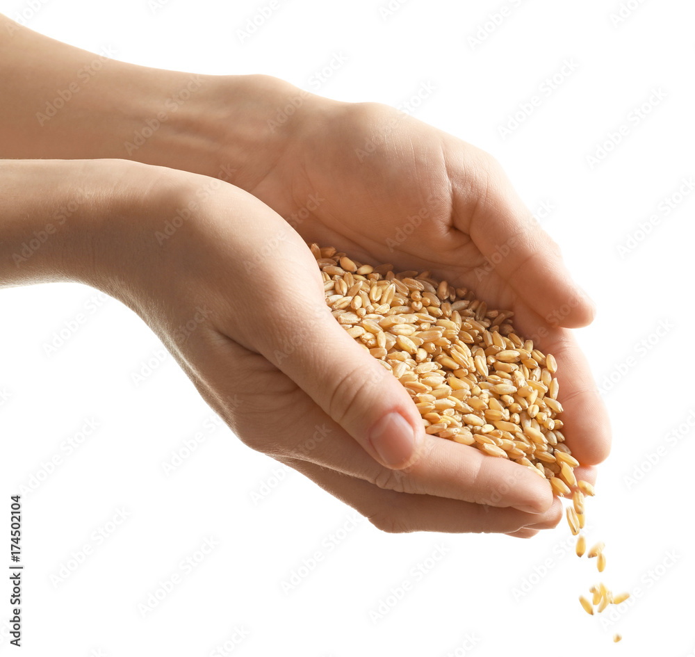 Poster Woman's hands pouring wheat grains on white background