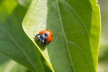 Closeup photo of a ladybug climbing a green leaf on a sunny day