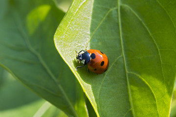 Closeup photo of a ladybug climbing a green leaf on a sunny day