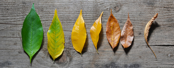 Life cycle of leaves on the wooden background. Color of leaves in autumn from green and yellow to brown