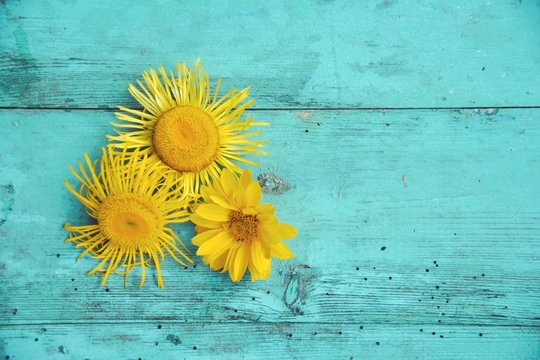 Fototapeta Grußkarte - Sommerblumen