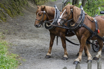 Obraz premium Horses in a team.