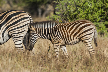 Common Zebra, South, Africa