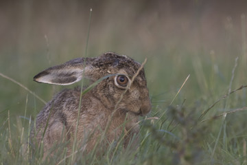 European brown hare portrait while eating and cleaning