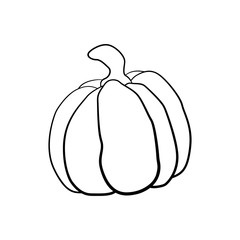 Vector outline illustration of a pumpkin on a white background