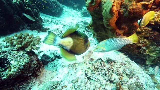 Titan triggerfish searching for food on ocean floor with other reef fish close by 