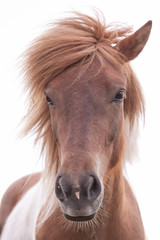 Wildes braunes Pferd mit hell brauner Mähne auf weissem Hintergrund