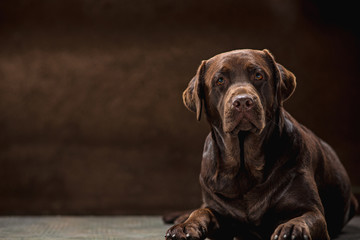 The portrait of a black Labrador dog taken against a dark backdrop.