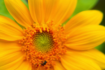 Sunflower Close Up , Selective Focus