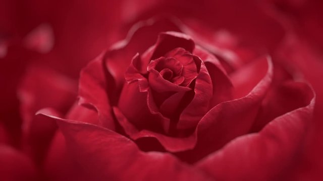 Close up of opening dark red rose, blooming dark red roses
