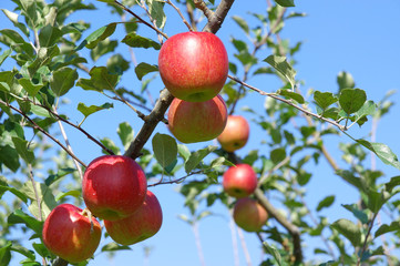 実ったりんごの木